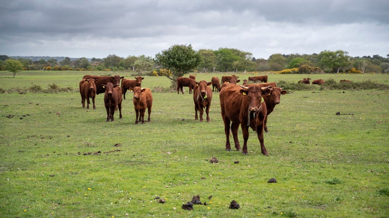 Red Cattle in the countryside with green grass and gorse bushes
